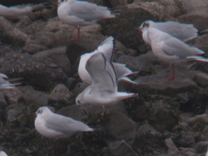 Bonaparte's Gull