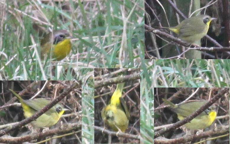 Common Yellowthroat
