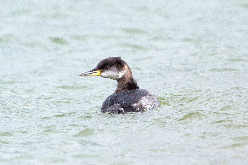 Red-necked Grebe