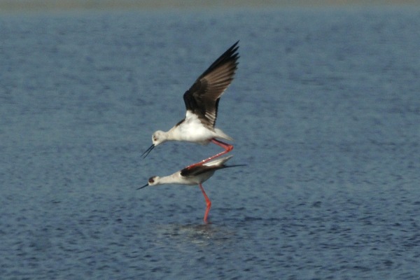 Black-winged Stilt