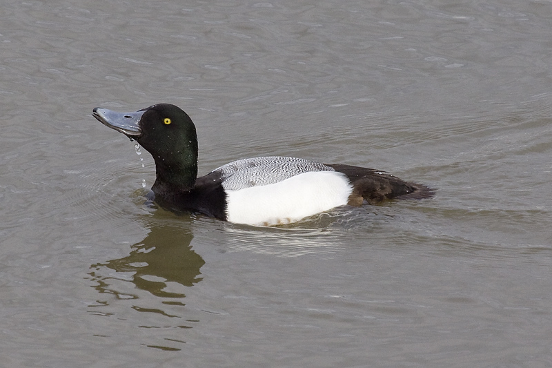 Scaup