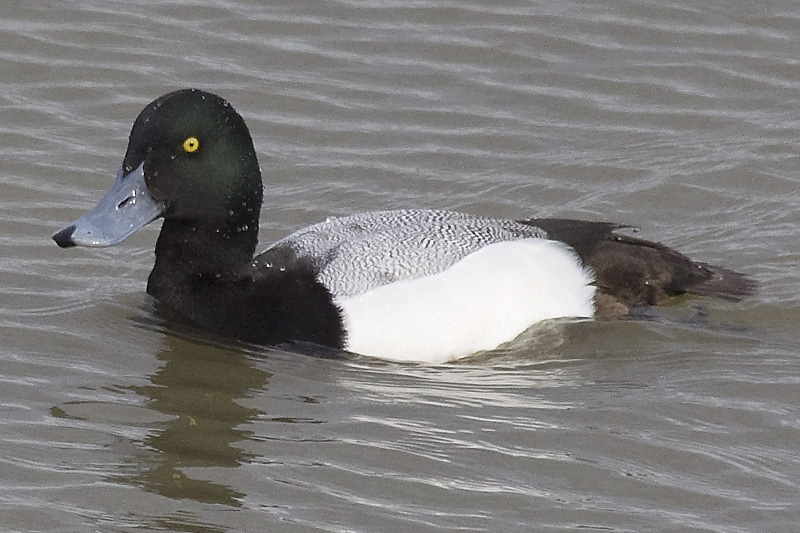 Scaup