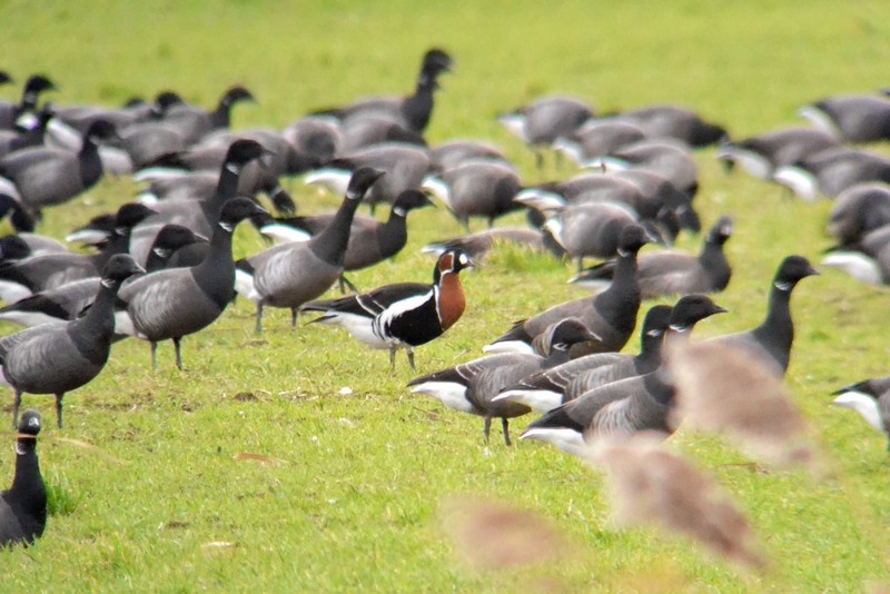 Red-breasted Goose