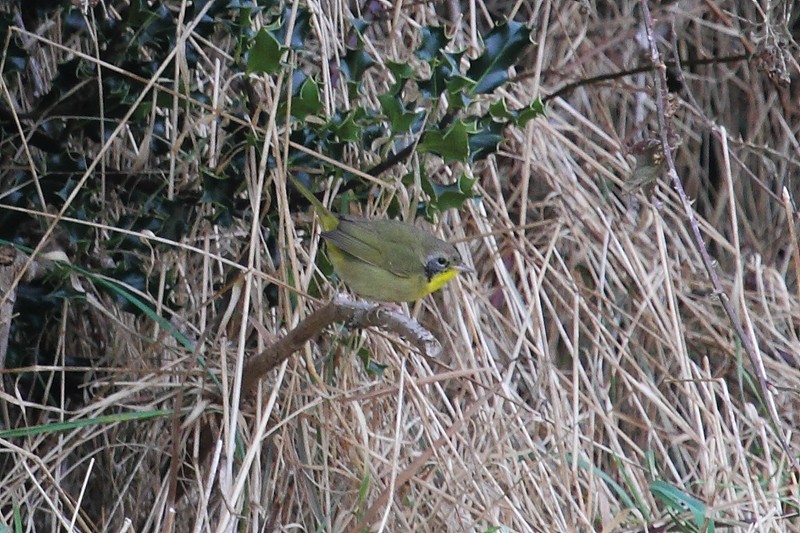 Common Yellowthroat