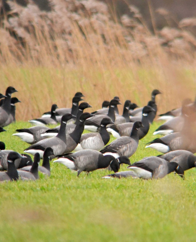 Pale-bellied Brent Goose