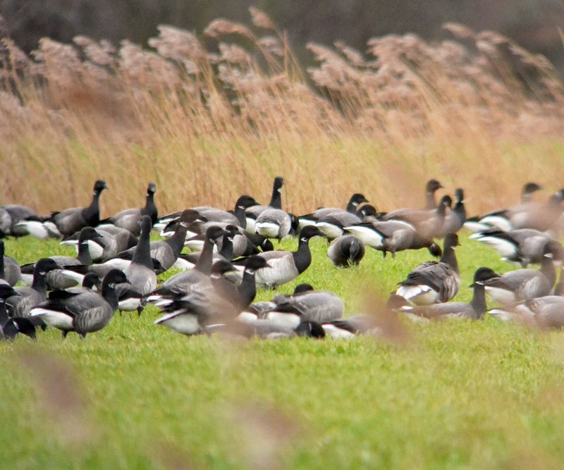 Pale-bellied Brent Goose