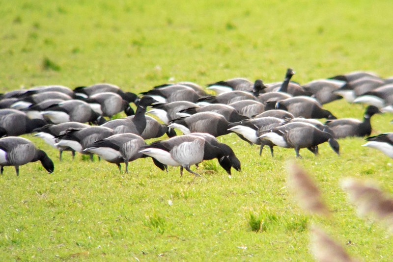 Pale-bellied Brent Goose