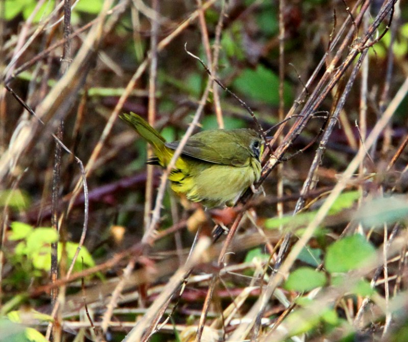 Common Yellowthroat