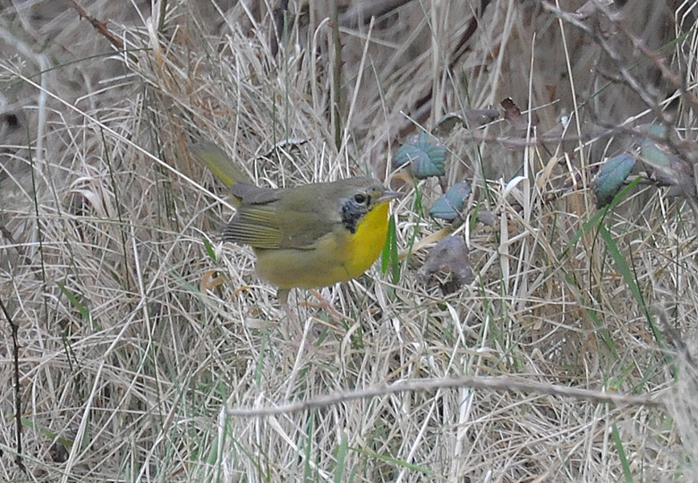 Common Yellowthroat