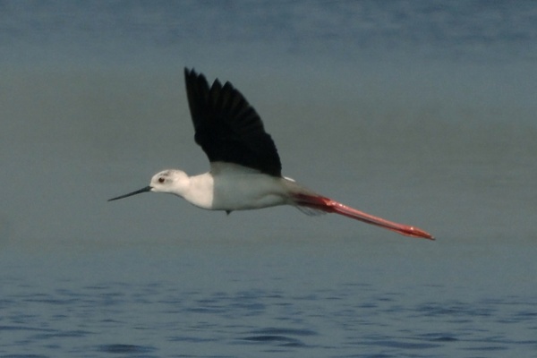 Black-winged Stilt