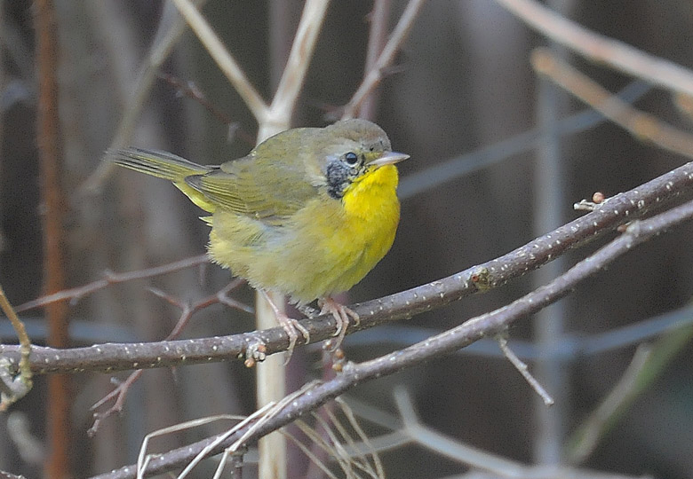 Common Yellowthroat