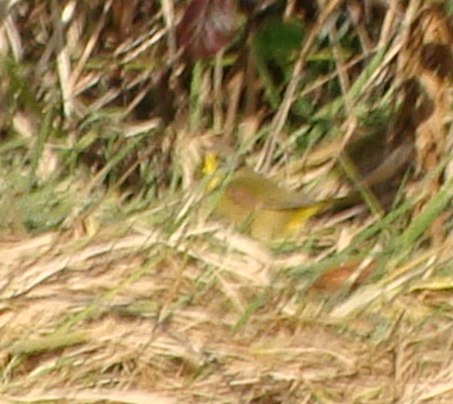 Common Yellowthroat