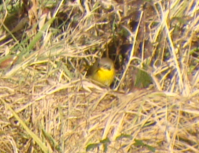 Common Yellowthroat