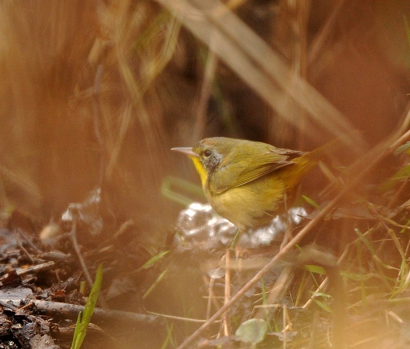 Common Yellowthroat