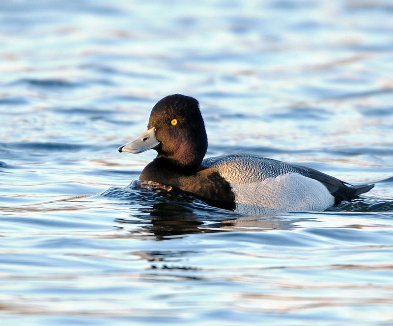 Lesser Scaup