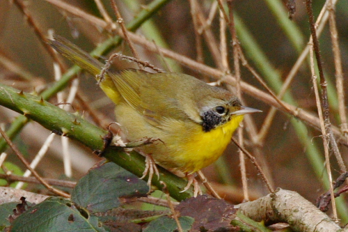Common Yellowthroat
