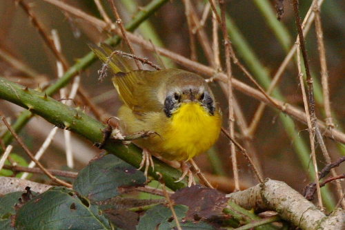 Common Yellowthroat