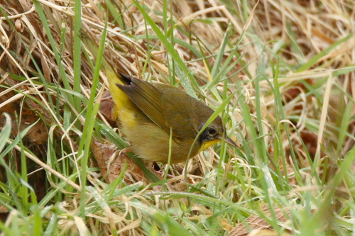 Common Yellowthroat