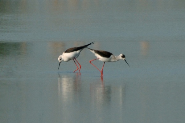 Black-winged Stilt