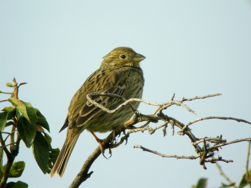 Corn Bunting