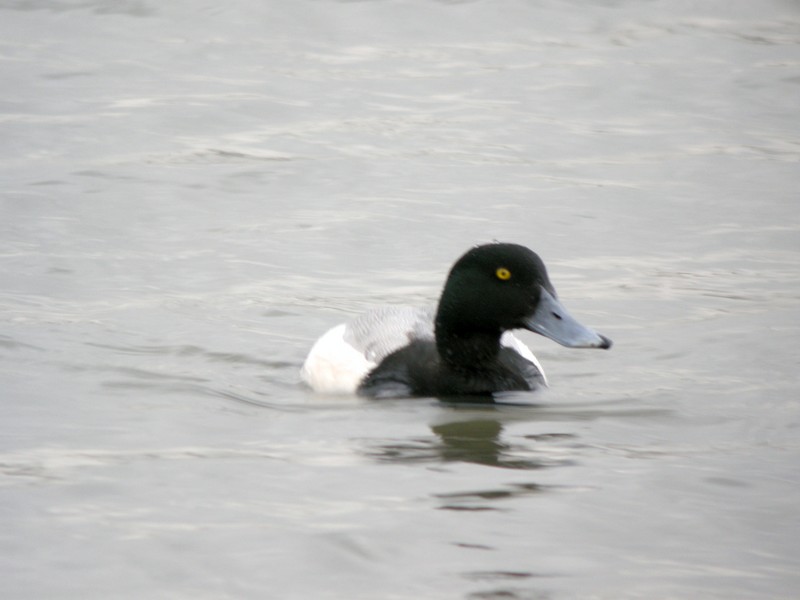 Scaup