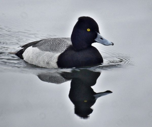 Lesser Scaup