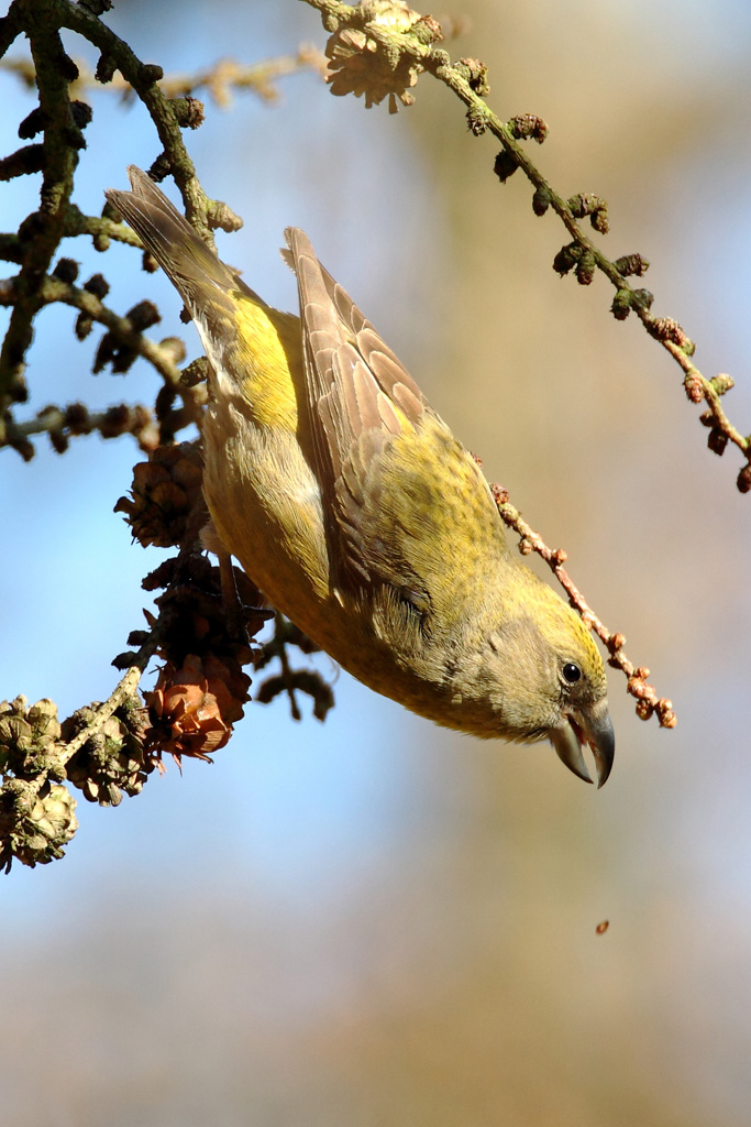 Common Crossbill