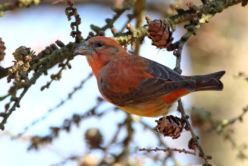 Common Crossbill
