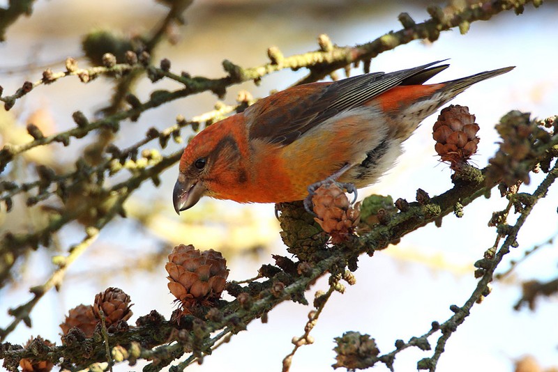 Common Crossbill