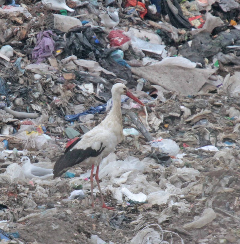 White Stork