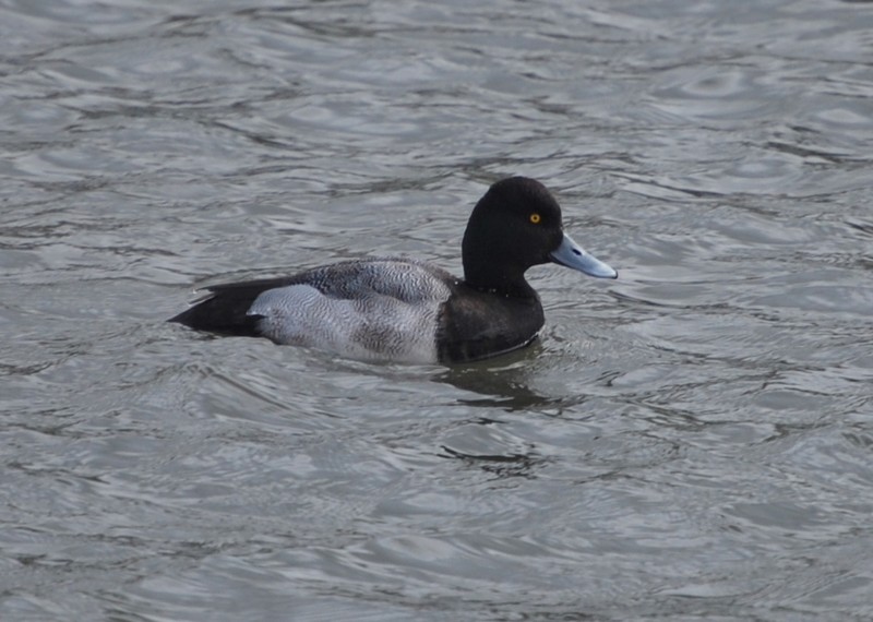 Lesser Scaup