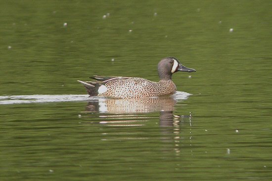 Blue-winged Teal