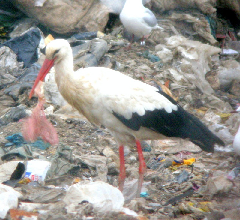 White Stork
