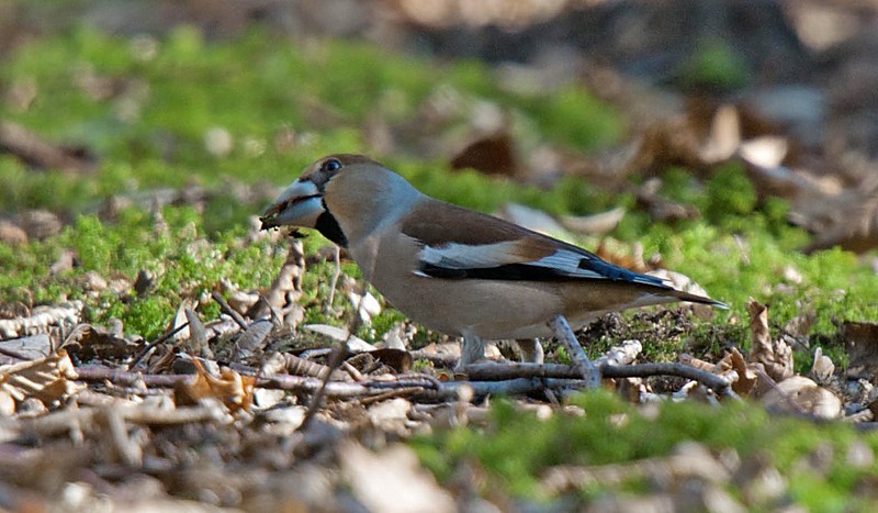 Hawfinch