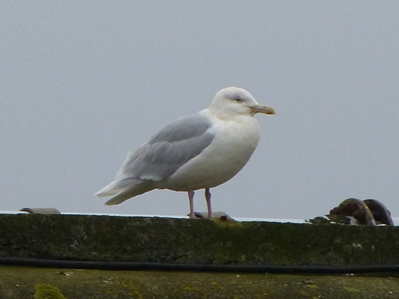 Glaucous Gull