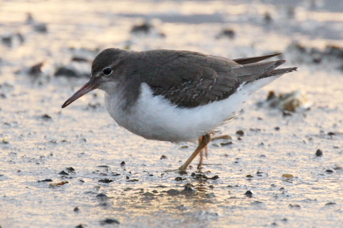 Spotted Sandpiper