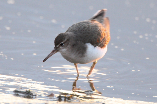 Spotted Sandpiper