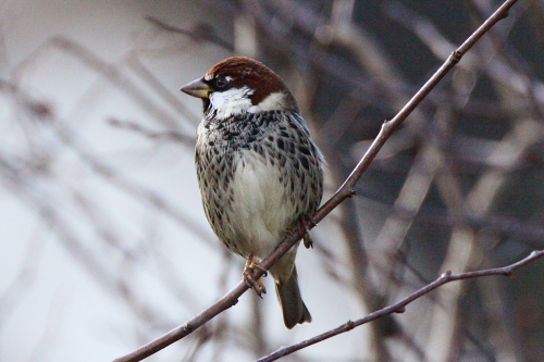 Spanish Sparrow