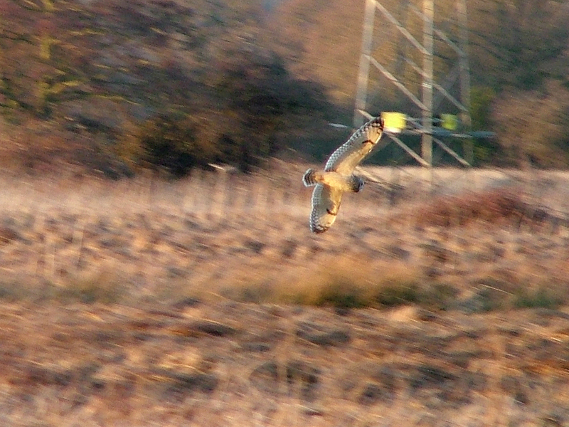 Short-eared Owl
