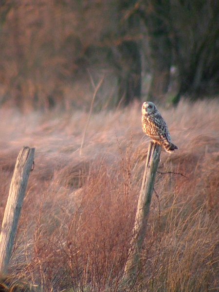 Short-eared Owl