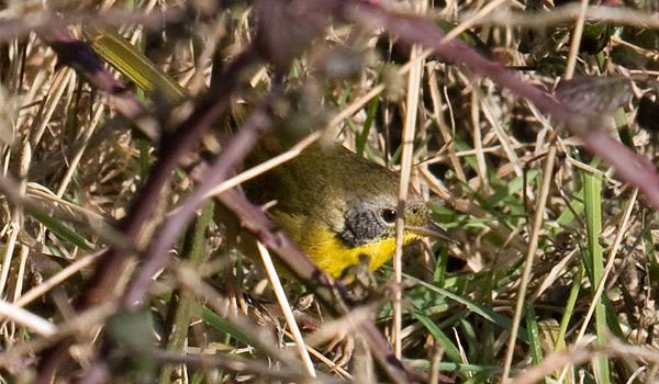 Common Yellowthroat