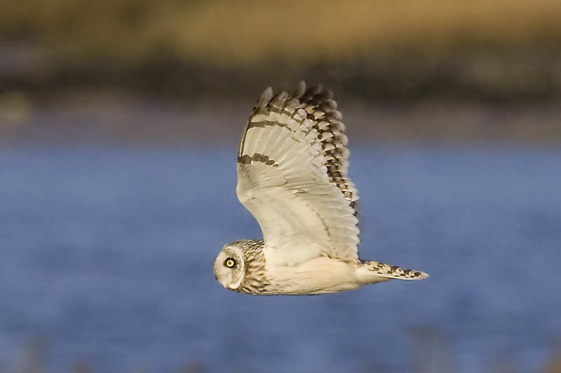 Short-eared Owl
