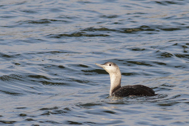 Red-throated Diver