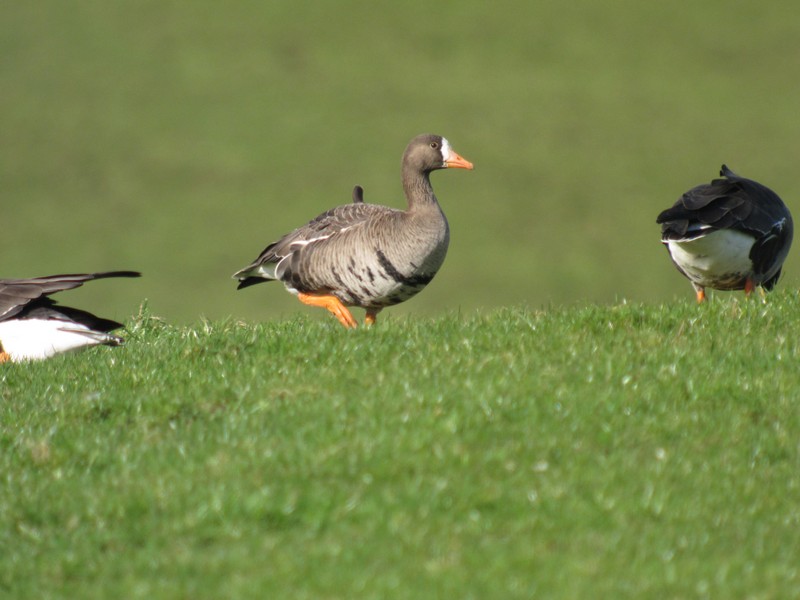 Greenland White-fronted Goose