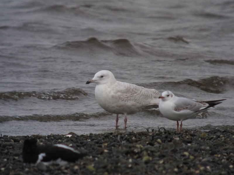 Iceland Gull