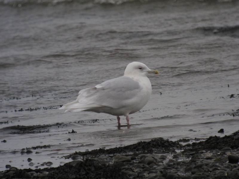 Iceland Gull
