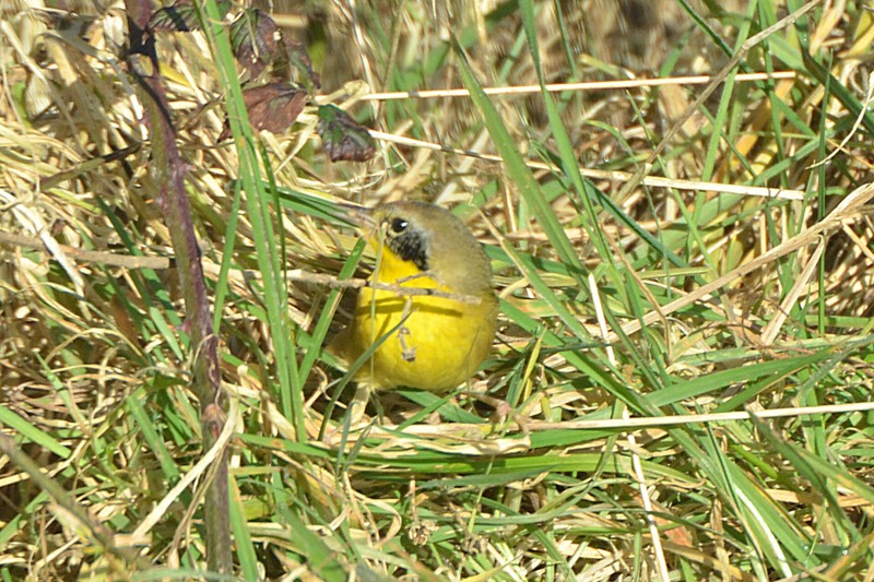 Common Yellowthroat