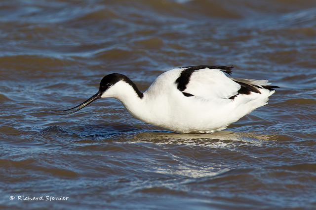 Avocet