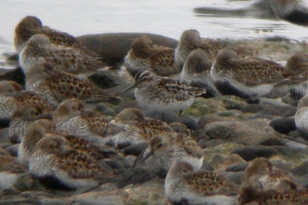 Broad-billed Sandpiper