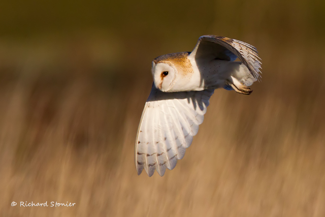Barn Owl
